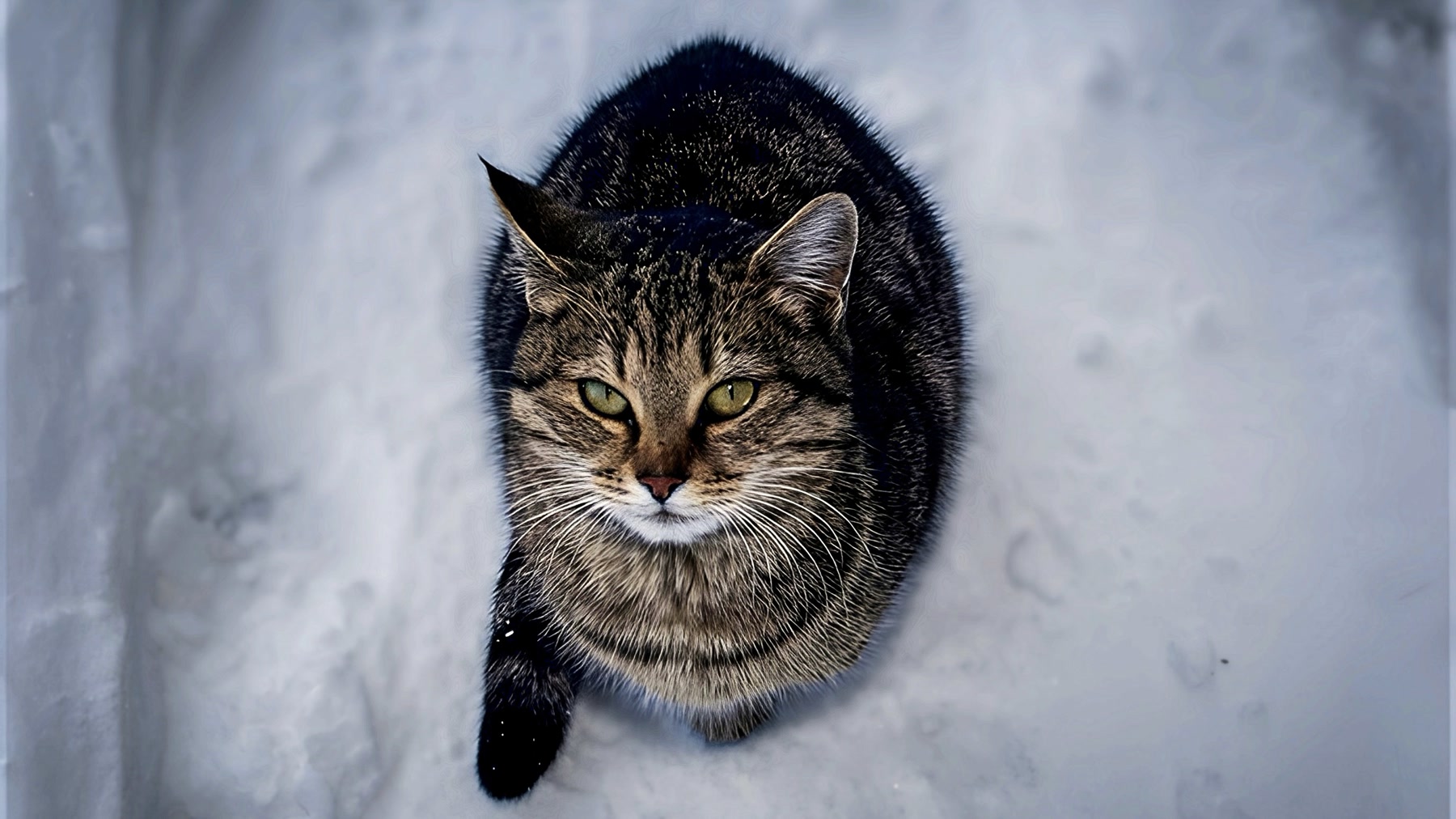 Mochi Daily after enhancement